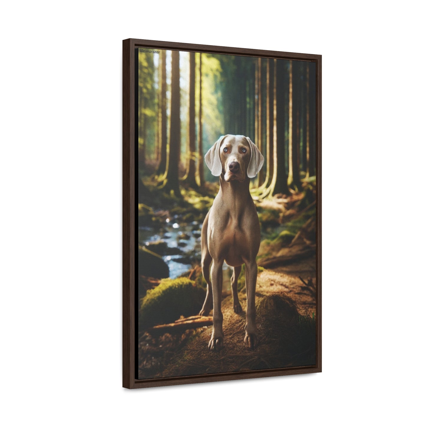 Embrace Elegance with the Weimaraner