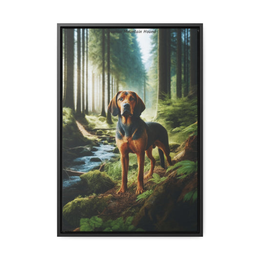 Bavarian Mountain Hound: A Majestic Portrait