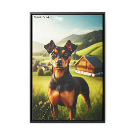 Vibrant Charm: The Austrian Pinscher