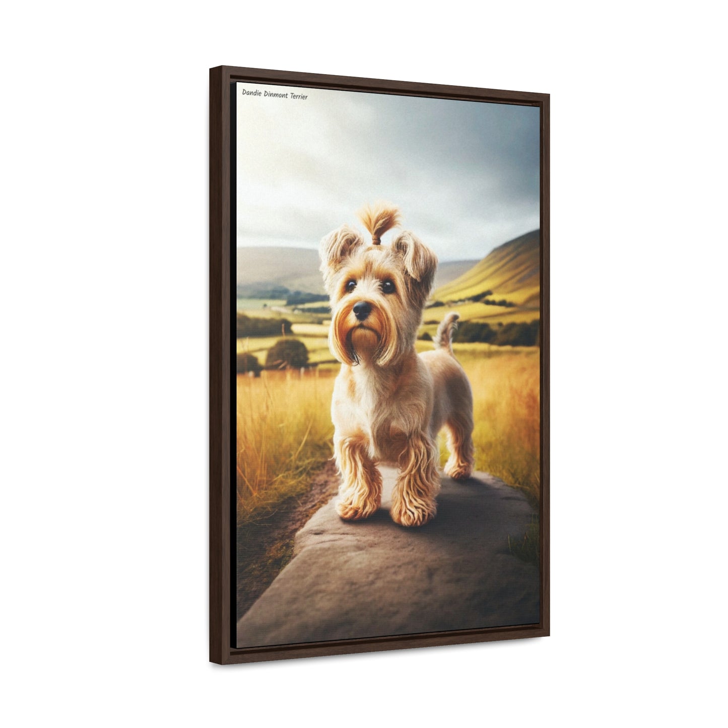 Charming Dandie Dinmont Terrier Portrait