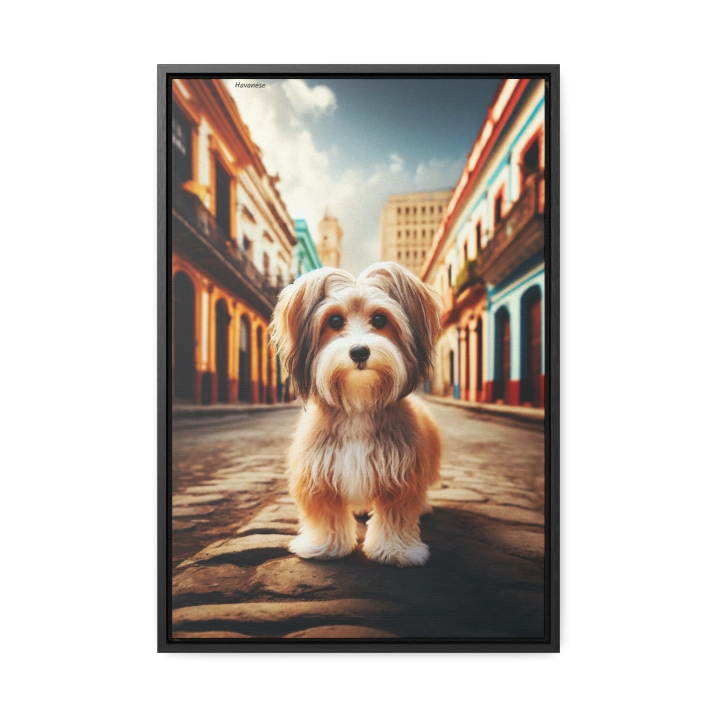 Charming Elegance: The Havanese Dog Canvas by Arturo Digavi