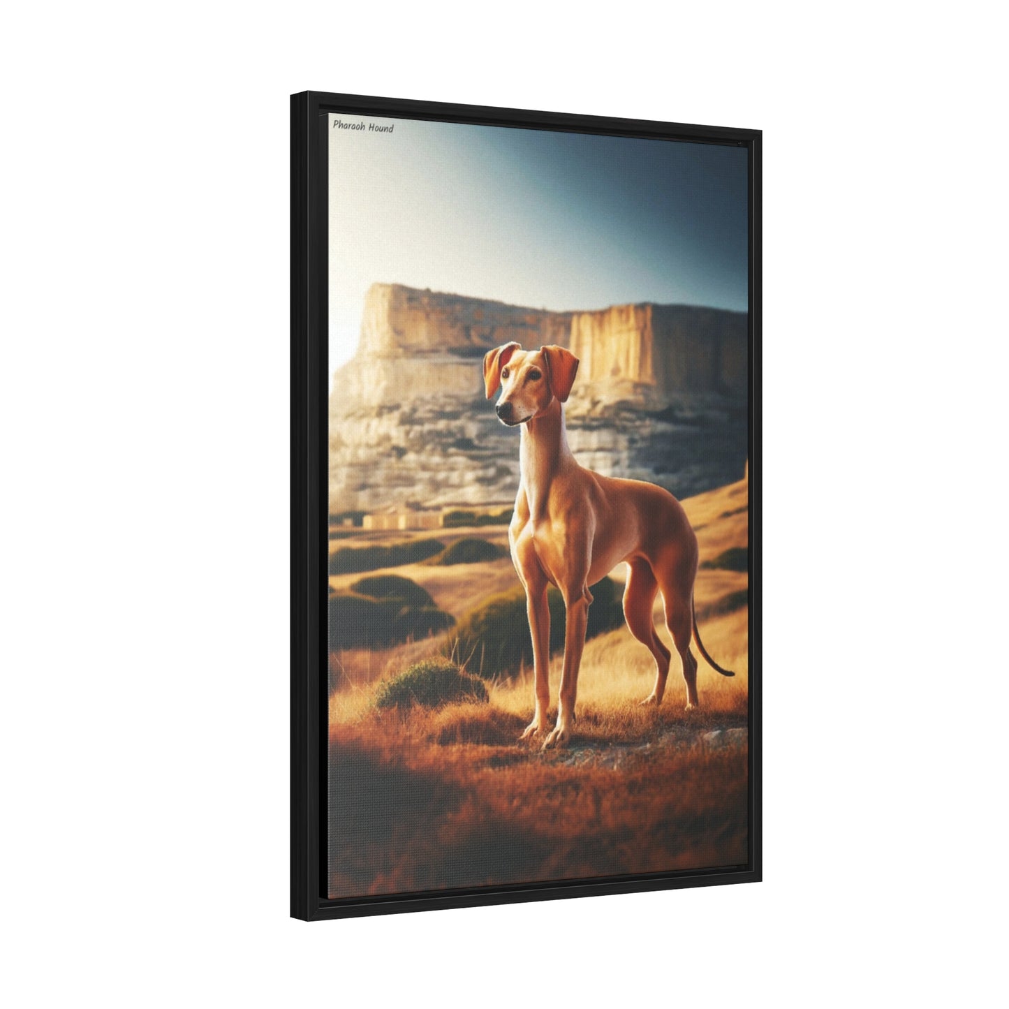 Celebrate Elegance with the Pharaoh Hound