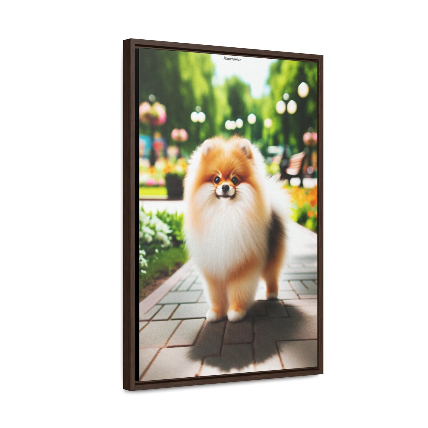 Adorable Charm: Pomeranian Portrait