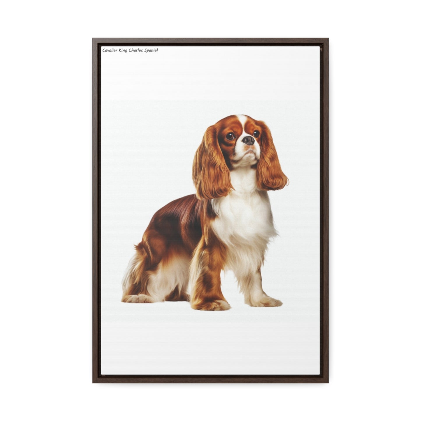 Royal Charm: The Cavalier King Charles Spaniel