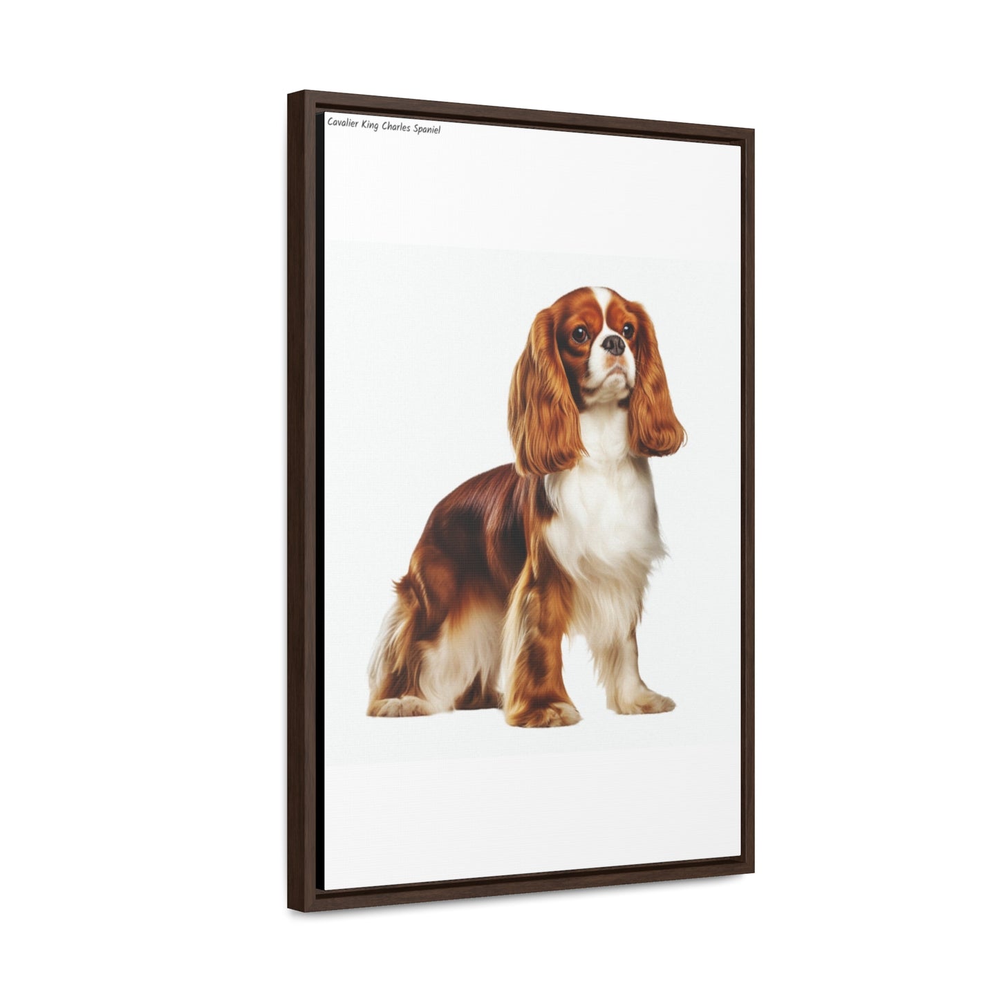 Royal Charm: The Cavalier King Charles Spaniel