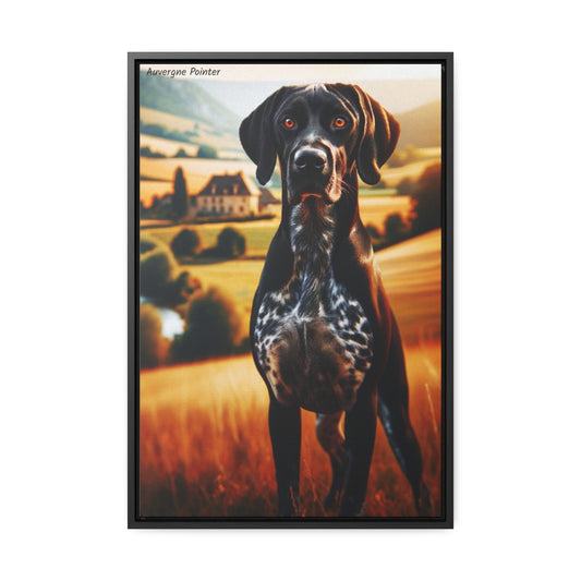 Elegance in Motion: The Auvergne Pointer