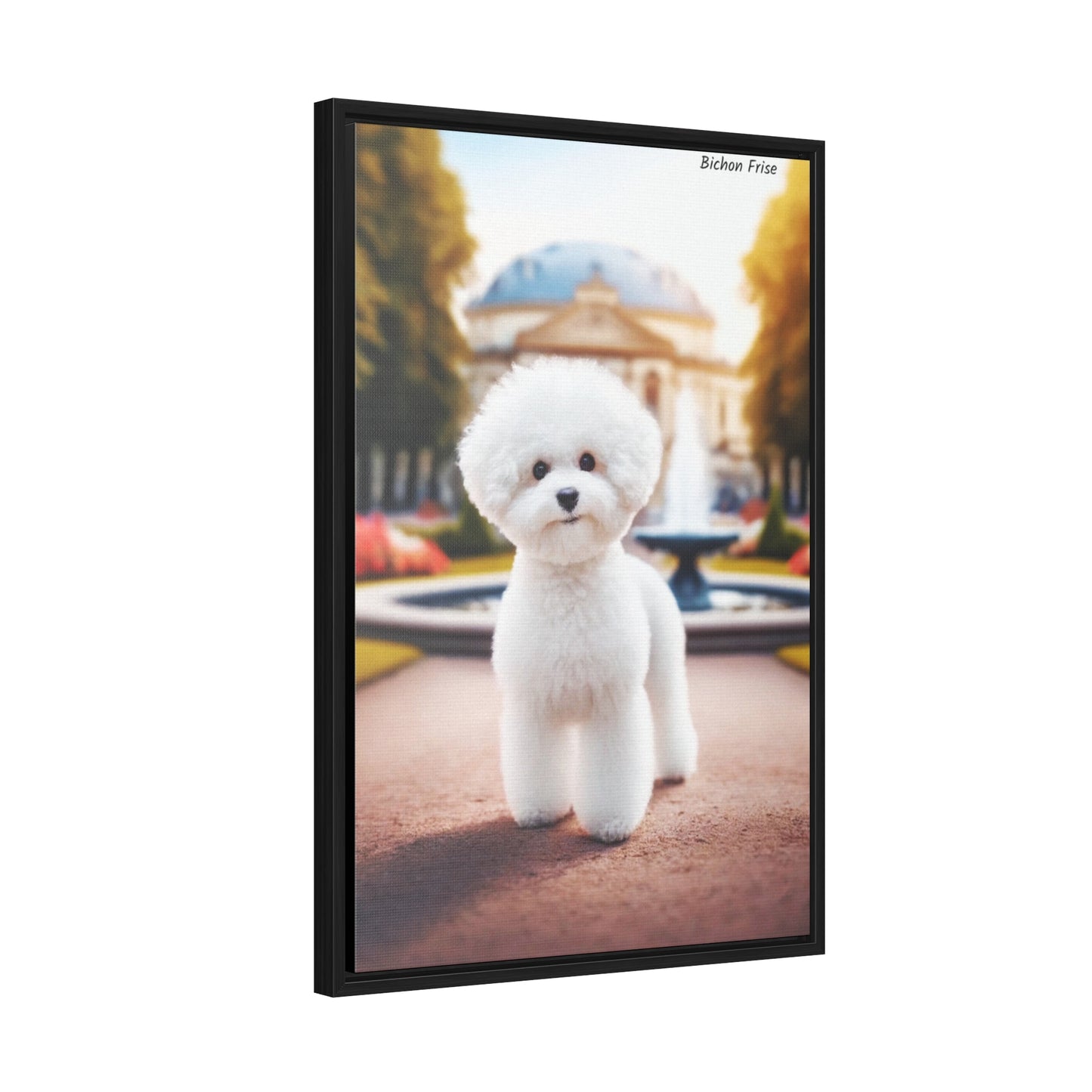 Bichon Frise: A Whimsical Beauty