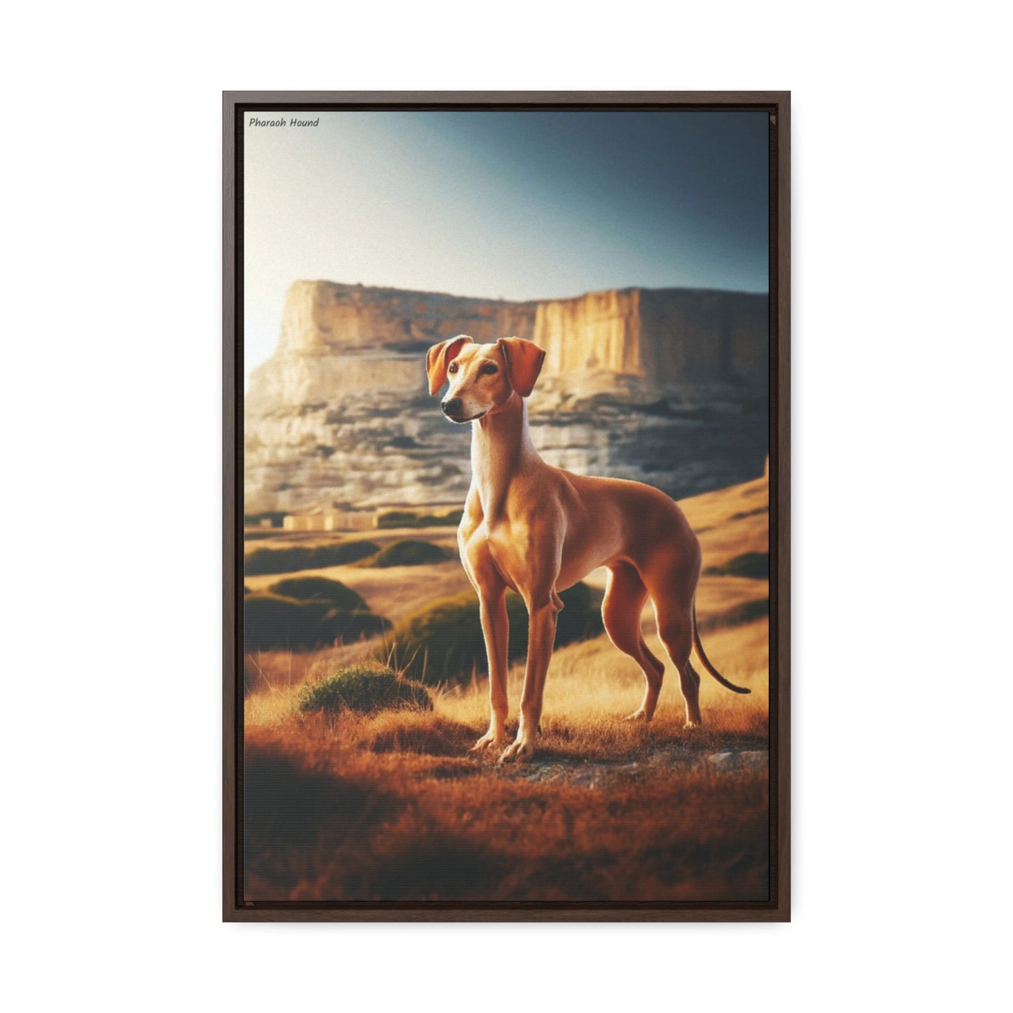 Celebrate Elegance with the Pharaoh Hound