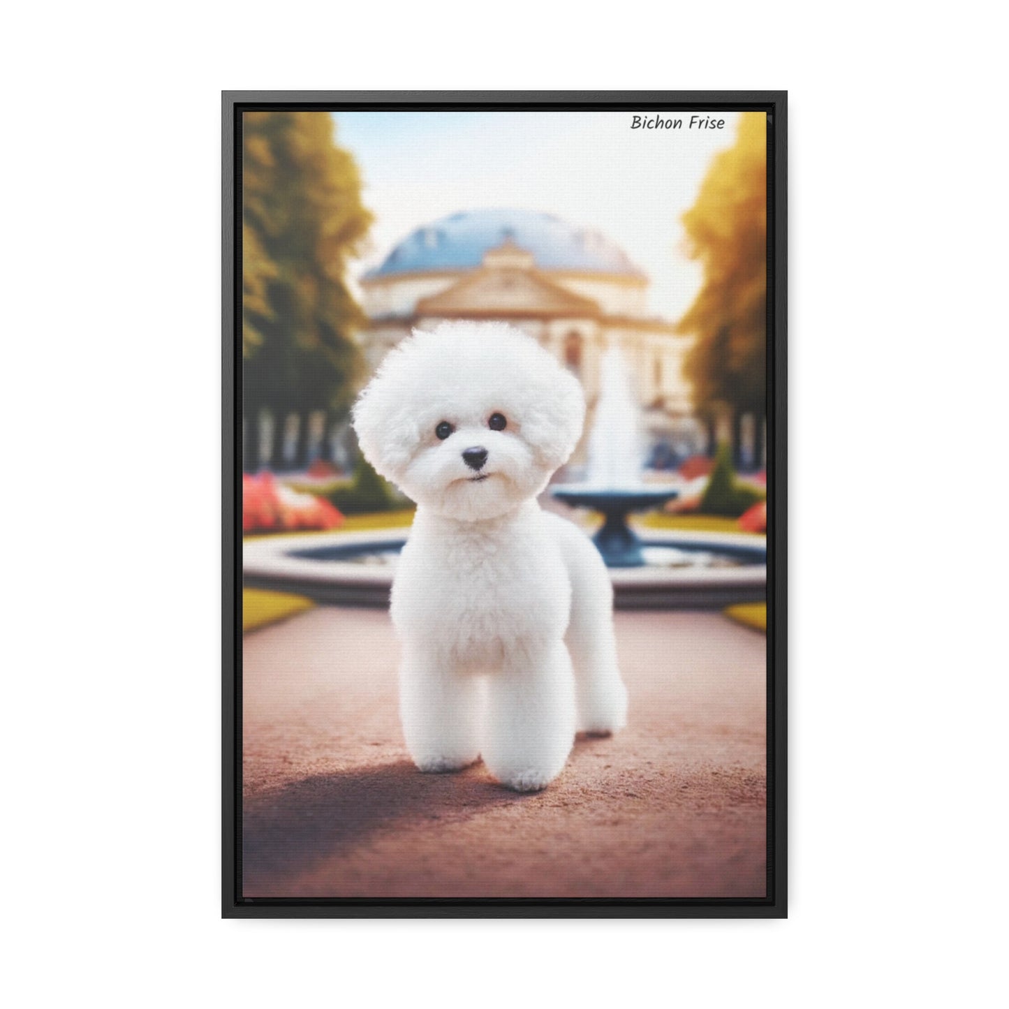 Bichon Frise: A Whimsical Beauty