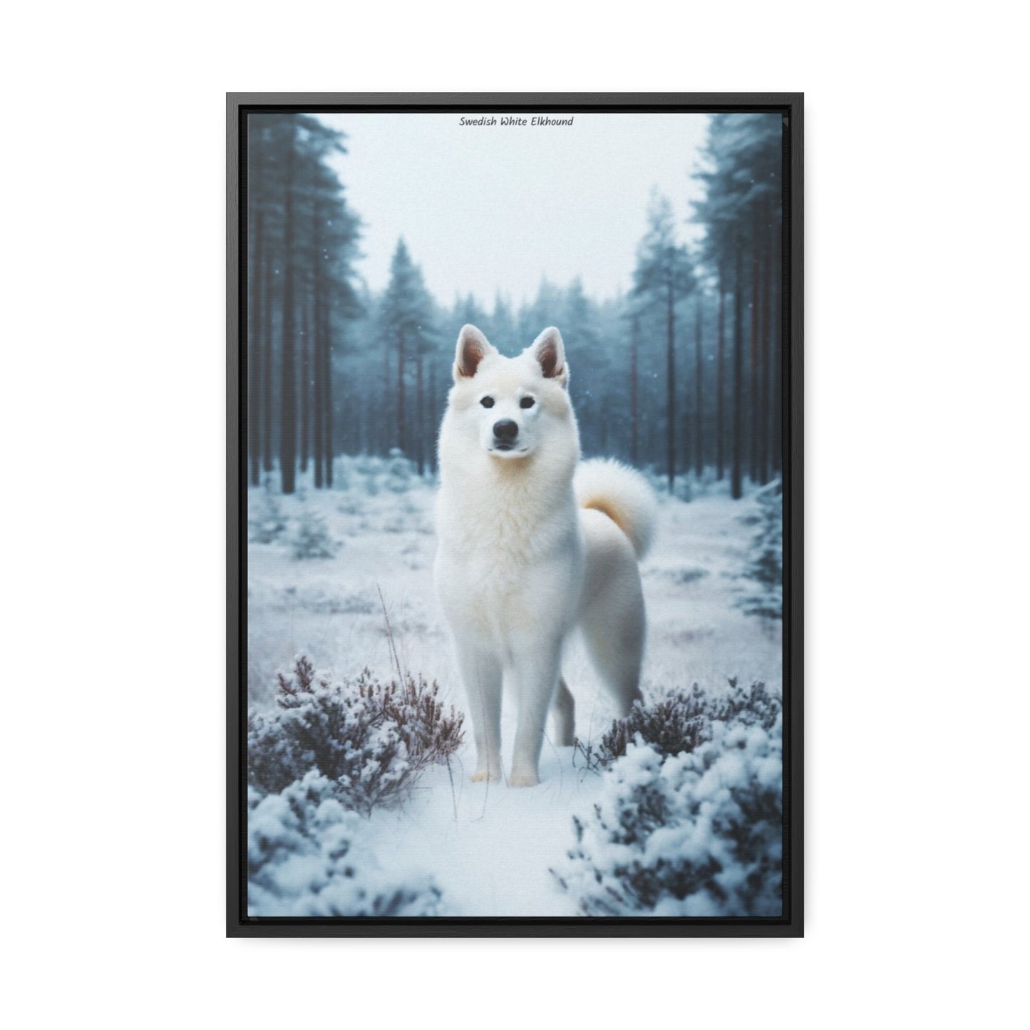 Embrace the Elegance of the Swedish White Elkhound: A Stunning Canvas by Arturo Digavi