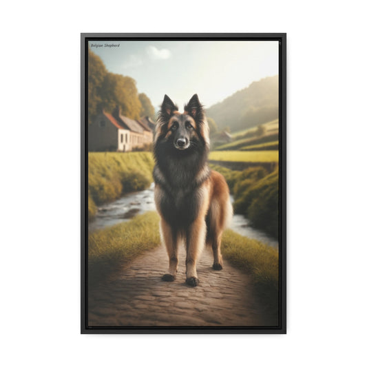 Majestic Belgian Shepherd: A Stunning Canine Portrait