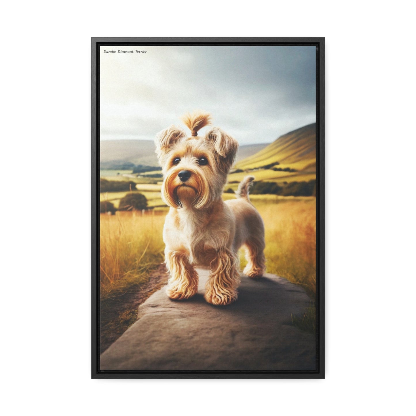 Charming Dandie Dinmont Terrier Portrait